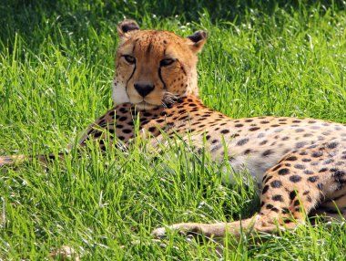 Erkek Asya yere dinlenme Cheetah (Acinonyx jubatus venaticus)