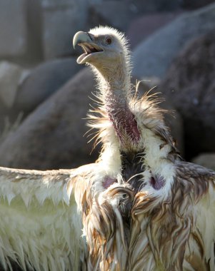 Kanatları banyo sonra kurutma Himalaya akbaba (Gyps himalayensis)