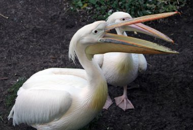 İki büyük beyaz veya pembe Pelikan (Pelecanus onocrotalus)