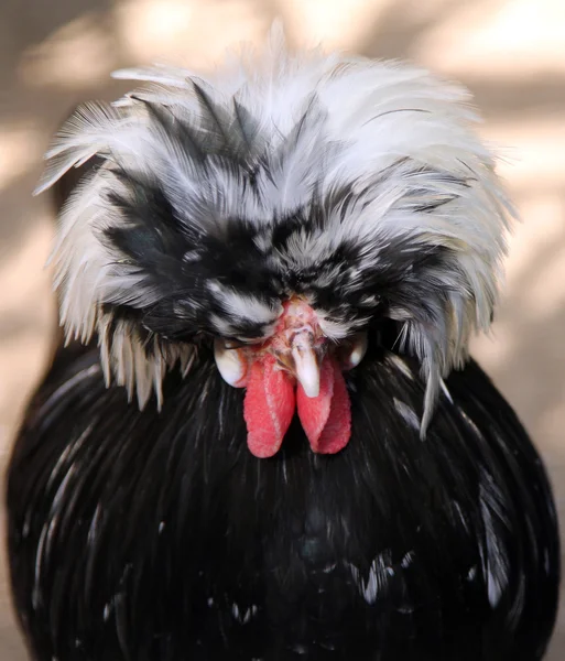 Portrait de Coq polonais noir à crête blanche (Gallus gallus dômes — Photo