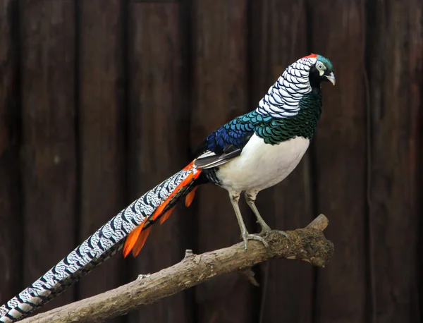 Muž Bažant (Chrysolophus amherstiae) — Stock fotografie