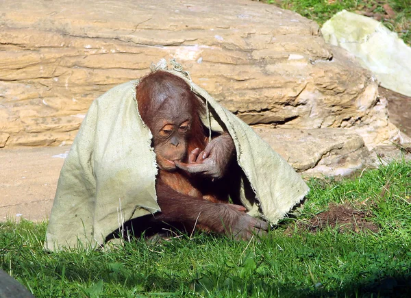 Junger Sumatra-Orang-Utan (Pongo abelii) versteckt sich unter einem Tuch — Stockfoto