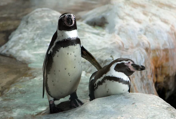 Tučňák obecný (Spheniscus demersus) — Stock fotografie