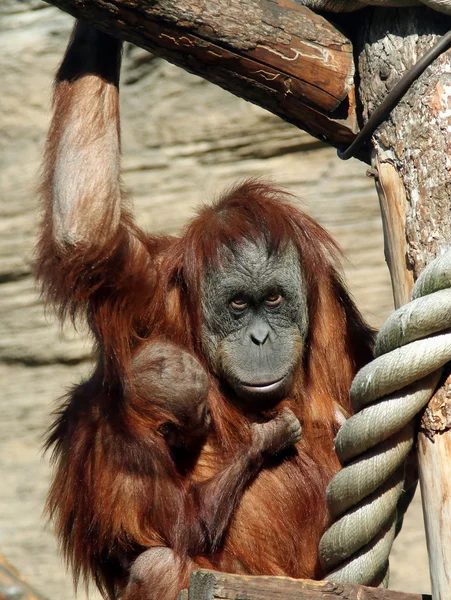 Žena orangutan sumaterský (Pongo abelii) s dítětem — Stock fotografie