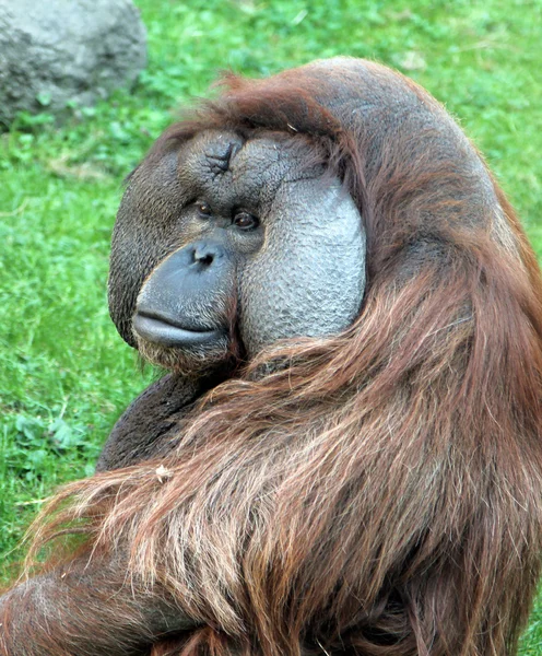 Portrait of male Bornean orangutan (Pongo pygmaeus) — Stock Photo, Image