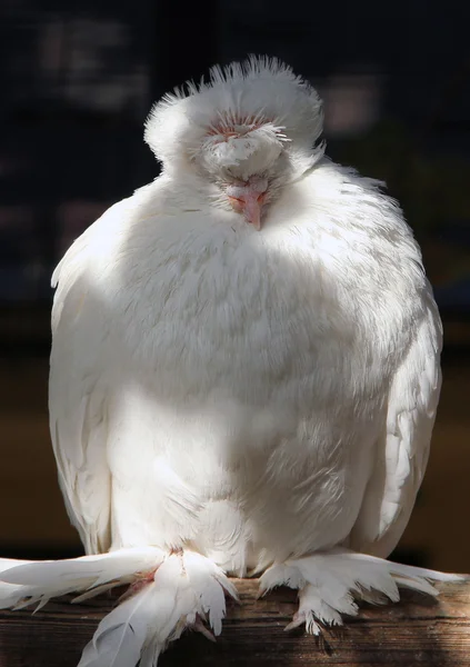 Portrait of pigion of Chinese Owl breed — Stock Photo, Image