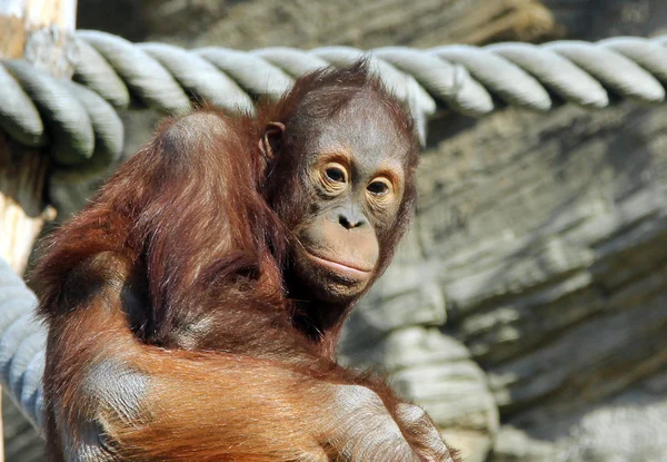 Porträtt av ung orangutang (Pongo pygmaeus) — Stockfoto