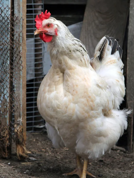 Vit kyckling i en fjäderfä gård Royaltyfria Stockbilder