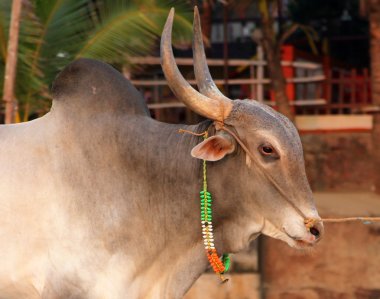 Indian sacred cow on the beach in GOA clipart