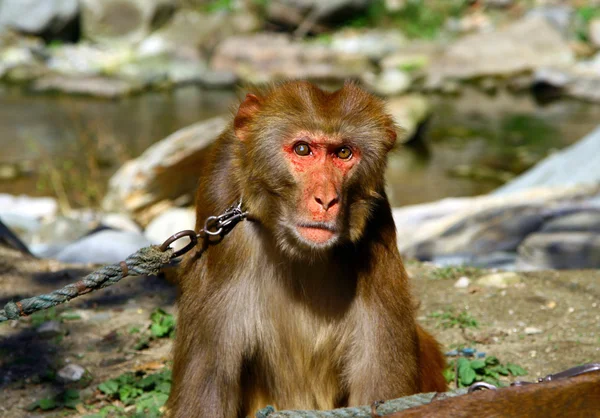 Πορτρέτο του Θιβέτ μακάκος (Macaca thibetana) σε ένα λουρί — Φωτογραφία Αρχείου