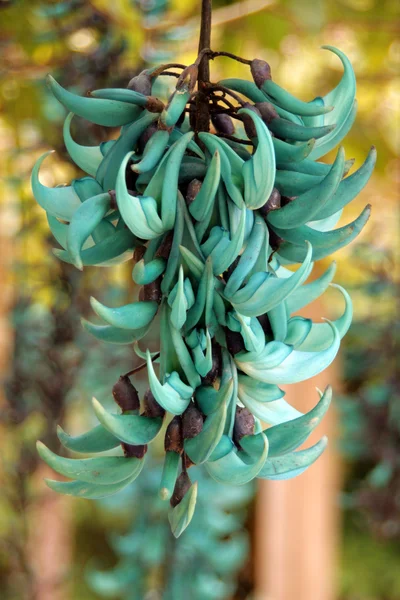 Jade or Emerald vine flower (Strongylodon macrobotrys) Royalty Free Stock Photos