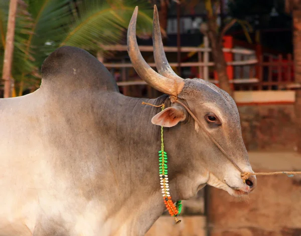 Indisk helig ko på stranden i goa Stockbild