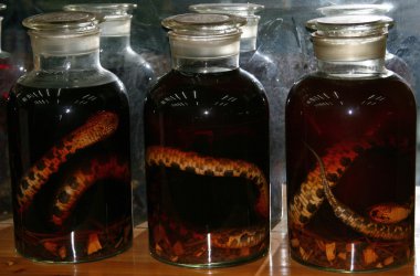 Glass jars with alcohol tincture on poisonous snakes in a small  clipart