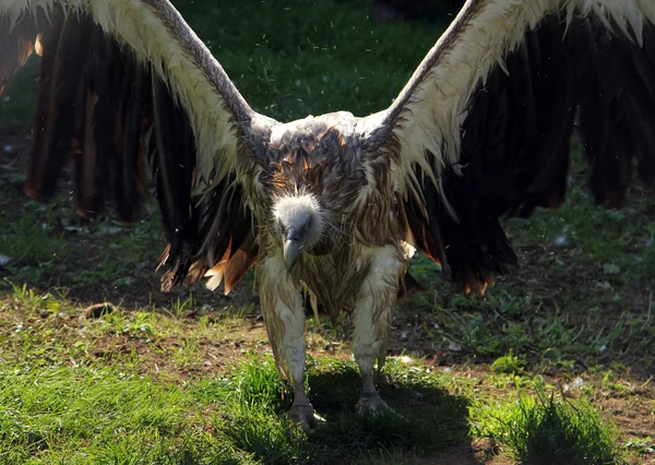 Ιμαλαΐων όρνιο (Gyps himalayensis) ξήρανση φτερά μετά το μπάνιο — Φωτογραφία Αρχείου