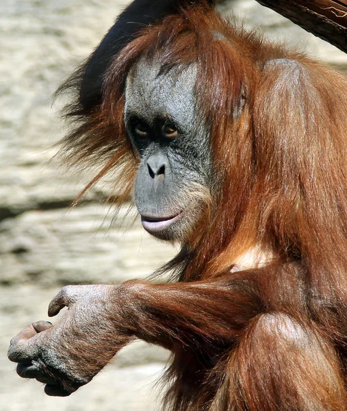 Žena orangutan sumaterský (Pongo abelii) — Stock fotografie