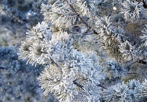 소나무가지는 겨울에 내리는 배경에 결정을 가까이서 겨울의 — 스톡 사진