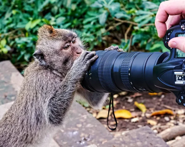 Macaco Está Segurando Câmera Fotógrafo Habitat Natural Ilha Bali Indonésia — Fotografia de Stock