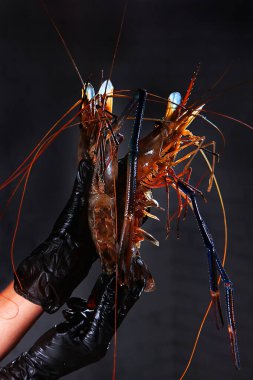 Giant freshwater shrimp in the hands of the chef. Unrecognizable vertical photo. Hands in protective black gloves. Cooking concept. Photo on a black background. clipart