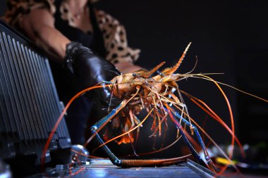 Dişi bir aşçı ızgaraya dev tatlı su karidesleri koyar. Izgara karides. Siyah arkaplandaki fotoğraf. Tanımlanamayan kişi. Yan görünüm