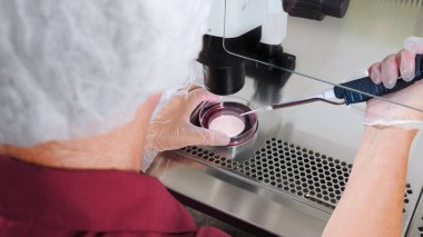 Tüp bebek prosedürüne yakın çekim. Koruyucu eldiven takan bir embriyolog plastikten test tüpüne damlatarak petri kabına damlatıyor ve yumurtaları iğne pipeti ile topluyor. Üreme teknolojileri. Hamile kalma sorunu..