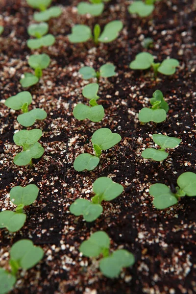 Cultivando Plántulas Invernadero Temporada Primavera Verano Para Cultivos Crecimiento Vista — Foto de Stock