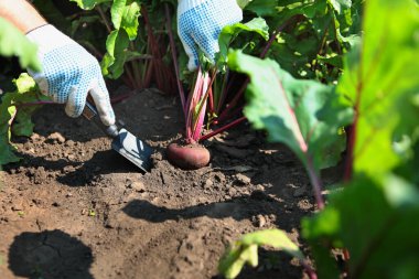 Harvesting beets. Beets in the ground. New harvest of vegetables. Summer season for picking vegetables. Beetroot with tops. Hands in protective gloves. Agricultural work concept. clipart