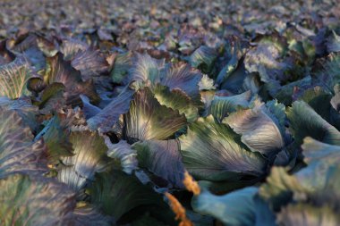 Tarlada büyük miktarda kırmızı lahana var. Sebze mahsulü. Tarım işi. Sebze toplama mevsimi. Yeni lahana hasadı.