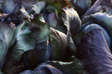 Tarlada kırmızı lahana. Lahana hasadı. Lahana yaprağı yakın plan. Sonbahar sebze hasadı. Tarım işi. Sebze mahsulü.