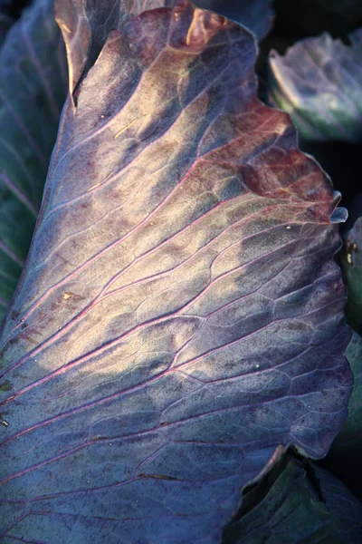 Cabbage Leaf Close Textured Leaf Red Cabbage Macro Photo Vertical — Stock Photo, Image