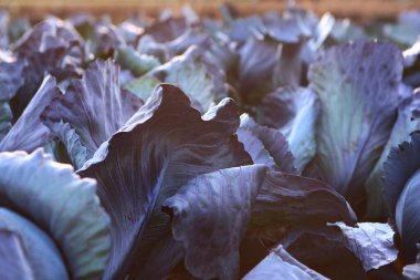 Lahana yaprakları. Tarlada kırmızı lahana. Sonbahar sebze hasadı. Tarım işi. Sebze mahsulü. Lahana topluyorum..