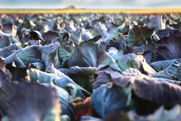 Lahana hasadı. Tarlada büyük miktarda kırmızı lahana var. Güzel lahana yaprakları. Sonbahar sebze hasadı. Tarım işi. Sebze mahsulü.