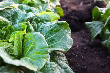 Sonbahar sebze hasadı. Sebze mahsulü. Marul yapraklarına yakın çekim. Güzel manzara. Bahçede lahana..