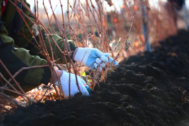 Sonbaharda üzüm bağı. Çiftçi sarmaşığı kesti. Tarım işi. Sarmaşığı kışa hazırlıyorum..