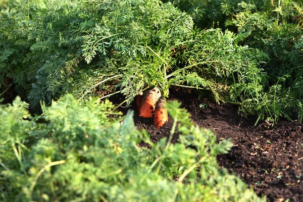 Camas Con Carrots Zanahorias Suelo Cosecha Zanahoria Trabajo Agrícola Temporada —  Fotos de Stock