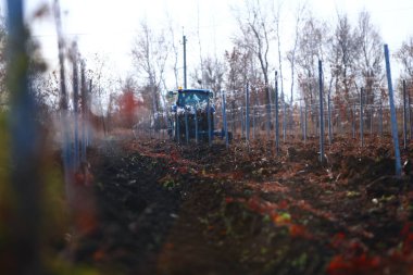 Üzüm bağını kışa hazırlıyorum. Tarım işi. Sonbahar hasat mevsimi. Traktör odak dışı..