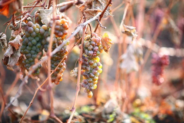 Unharvested White Grapes Remained Vine Harvesting Grapes Grapes Spoiled Autumn — Stock Photo, Image