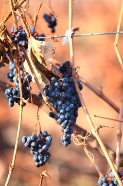 Sonbaharda üzüm bağı. Daldaki çürük siyah üzümler. Hasattan sonra kalan parçalar. Üzüm topluyorum. Tarım işi. Uzayı kopyala. Dikey fotoğraf.