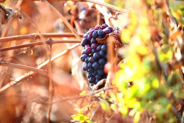 Spoiled black grapes on a branch. Black grapes remained on the vine. Autumn season for harvesting vegetables and fruits. Copy space.