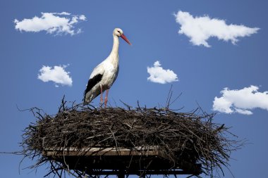 Yuvadaki beyaz leylek