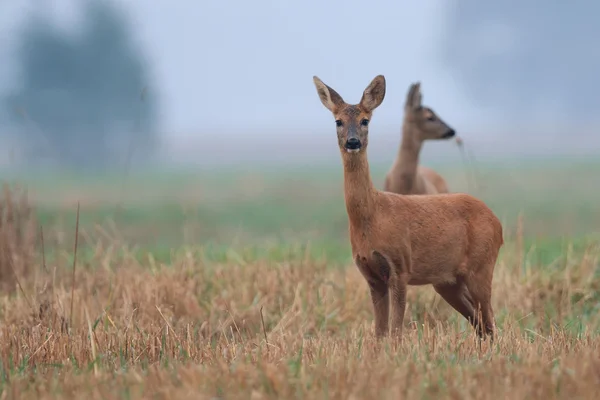 Reeën in de ochtend mist — Stockfoto