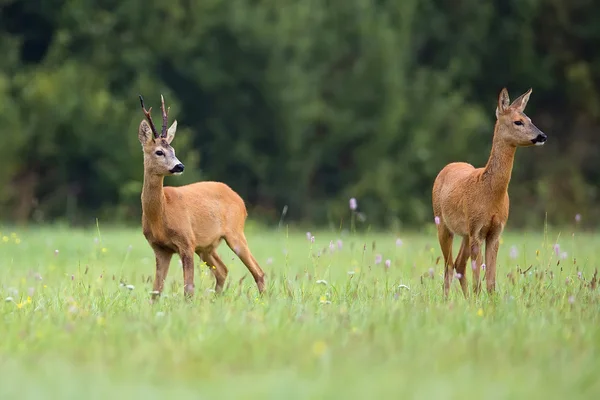 Buck jelen s roe-deer v přírodě — Stock fotografie