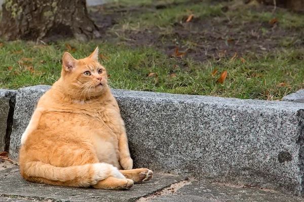 Big cat on the street — Stock Photo, Image