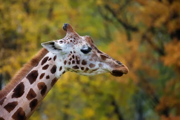 Giraffa, un ritratto — Foto Stock