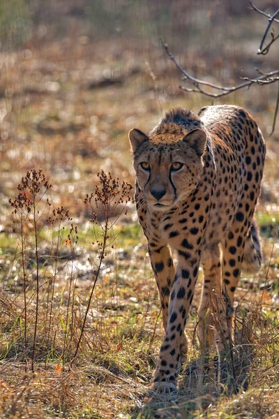 Gepard v divočině — Stock fotografie