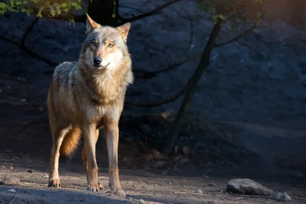 Волк в дикой природе — стоковое фото