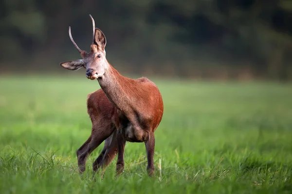 Cervo rosso in natura — Foto Stock