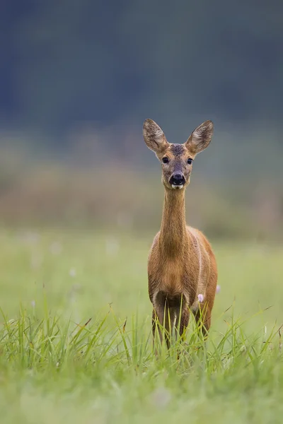 Sarna w środowisku naturalnym — Zdjęcie stockowe