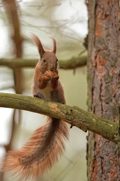 Rode eekhoorn in het bos — Stockfoto