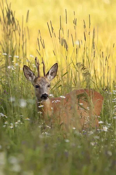 Buck deer in a clearing — Stock Photo, Image