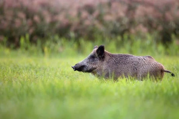 Vildsvin i gräset — Stockfoto